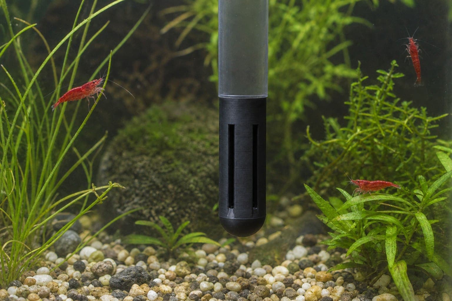 A printed shrimp guard on a filter intake with cherry shrimp grazing nearby